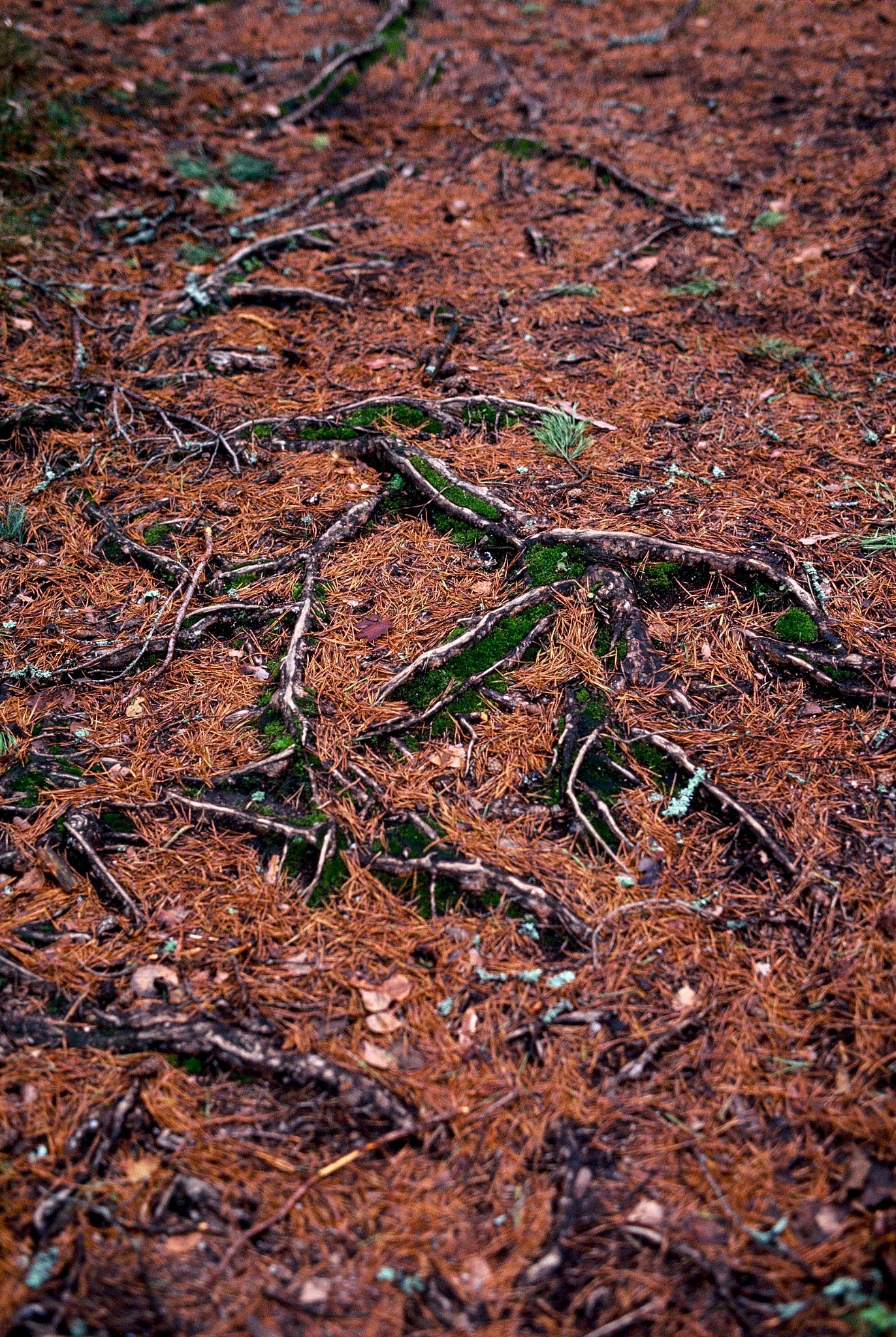 Vigne et sol vivant - références scientifiques